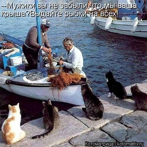 Котоматрица: --Мужики,вы не забыли,что мы ваша крыша?Выдайте рыбки на всех!