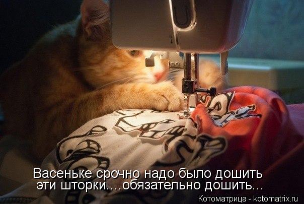 Котоматрица: Васеньке срочно надо было дошить эти шторки....обязательно дошить...