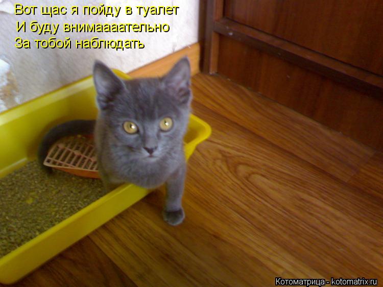 Вот щас я пойду в туалет И буду внимаааательно За тобой наблюдать... Котоматрица: Вот щас я пойду в туалет И буду внимаааательно За тобой наблюдать