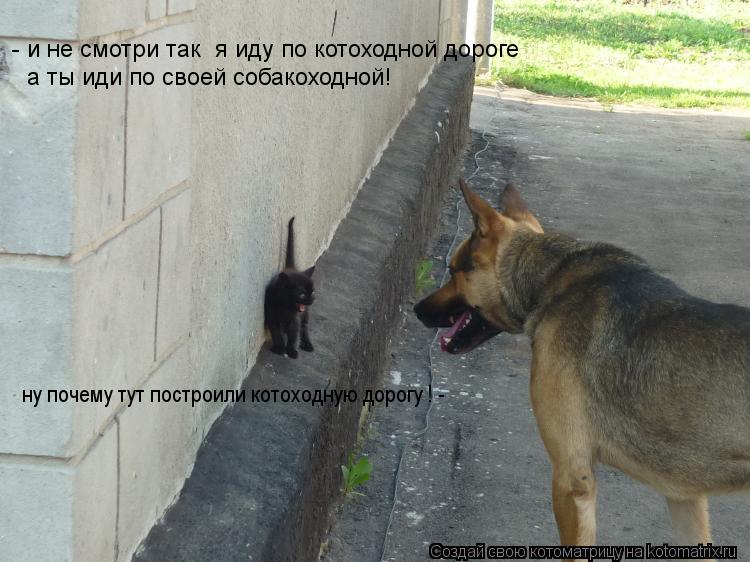 ну почему тут построили котоходную дорогу ! - - и не смотри так я иду по котоходной дороге а ты иди ... Котоматрица: ну почему тут построили котоходную дорогу ! - - и не смотри так я иду по котоходной дороге а ты иди по своей собакоходной!