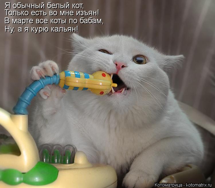 Котоматрица: Я обычный белый кот, Только есть во мне изъян! В марте все коты по бабам, Ну, а я курю кальян!