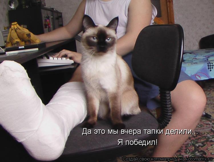 Да это мы вчера тапки делили... Я победил!... Котоматрица: Да это мы вчера тапки делили... Я победил!