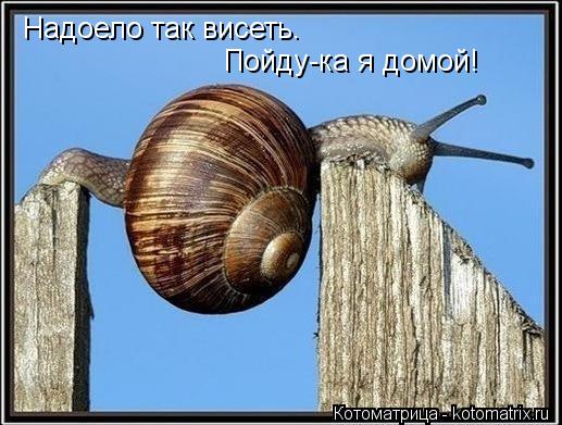 Котоматрица: Надоело так висеть. Пойду-ка я домой!