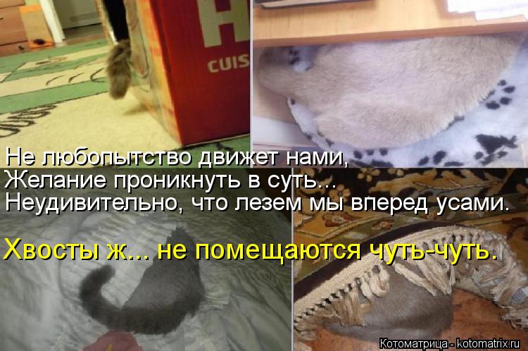 Не любопытство движет нами, Неудивительно, что лезем мы вперед усами. Желание проникнуть в суть... Хв... Котоматрица: Не любопытство движет нами, Неудивительно, что лезем мы вперед усами. Желание проникнуть в суть... Хвосты ж... не помещаются чуть-чуть.