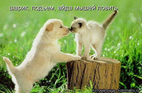шарик, подъем, айда мышей ловить... Котоматрица: шарик, подъем, айда мышей ловить