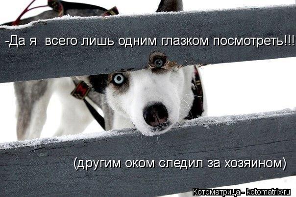 (другим оком следил за хозяином) -Да я всего лишь одним глазком посмотреть!!!... Котоматрица: (другим оком следил за хозяином) -Да я всего лишь одним глазком посмотреть!!!
