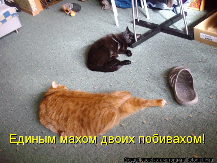 Котоматрица: Единым махом двоих побивахом!