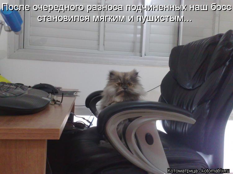 После очередного разноса подчиненных наш босс становился мягким и пушистым...... Котоматрица: После очередного разноса подчиненных наш босс становился мягким и пушистым...