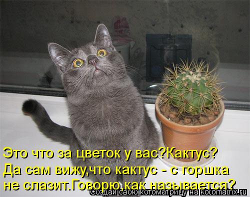 Это что за цветок у вас?Кактус? Да сам вижу,что кактус - с горшка не слазит.Говорю,как называется?... Котоматрица: Это что за цветок у вас?Кактус? Да сам вижу,что кактус - с горшка не слазит.Говорю,как называется?