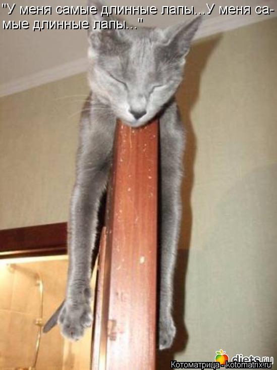 Котоматрица: "У меня самые длинные лапы...У меня са- мые длинные лапы..."