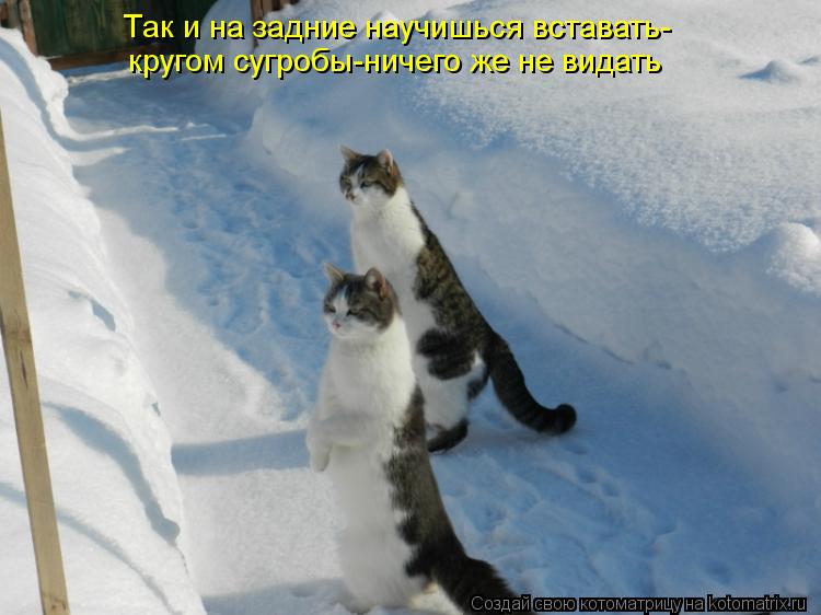 Так и на задние научишься вставать- кругом сугробы-ничего же не видать... Котоматрица: Так и на задние научишься вставать- кругом сугробы-ничего же не видать