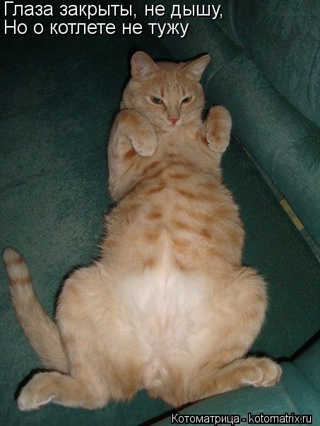 Глаза закрыты, не дышу, Но о котлете не тужу... Котоматрица: Глаза закрыты, не дышу, Но о котлете не тужу