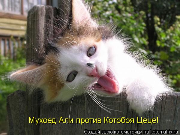 Мухоед Али против Котобоя Цеце!... Котоматрица: Мухоед Али против Котобоя Цеце!