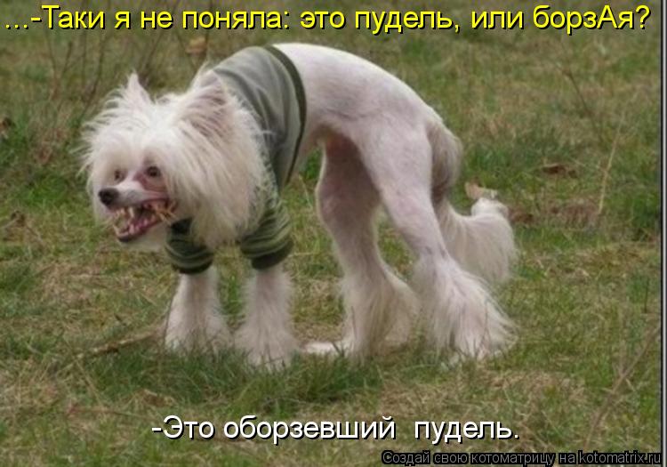 ...-Таки я не поняла: это пудель, или борзАя? -Это оборзевший пудель.... Котоматрица: ...-Таки я не поняла: это пудель, или борзАя? -Это оборзевший пудель.