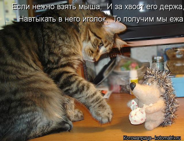 Котоматрица: Если нежно взять мыша,  И за хвост его держа,  Навтыкать в него иголок,  То получим мы ежа.  Навтыкать в него иголок,  То получим мы ежа.