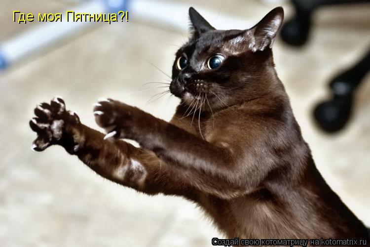 Котоматрица: Где моя Пятница?!