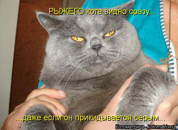 РЫЖЕГО кота видно сразу... ...даже если он прикидывается серым...... Котоматрица: РЫЖЕГО кота видно сразу... ...даже если он прикидывается серым...