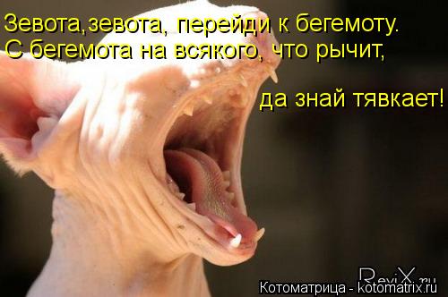Котоматрица: Зевота,зевота, перейди к бегемоту. С бегемота на всякого, что рычит, да знай тявкает!