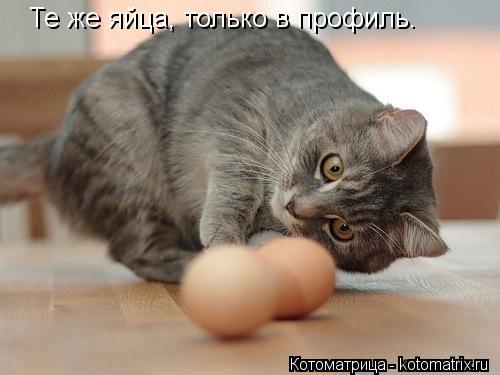 Те же яйца, только в профиль.... Котоматрица: Те же яйца, только в профиль.