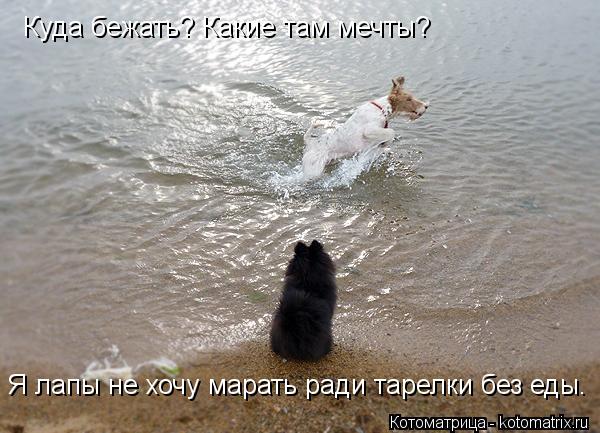 Куда бежать? Какие там мечты? Я лапы не хочу марать ради тарелки без еды.... Котоматрица: Куда бежать? Какие там мечты? Я лапы не хочу марать ради тарелки без еды.