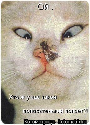 Котоматрица: Ой... Хто ж у нас такой полосатенький ползёт?!