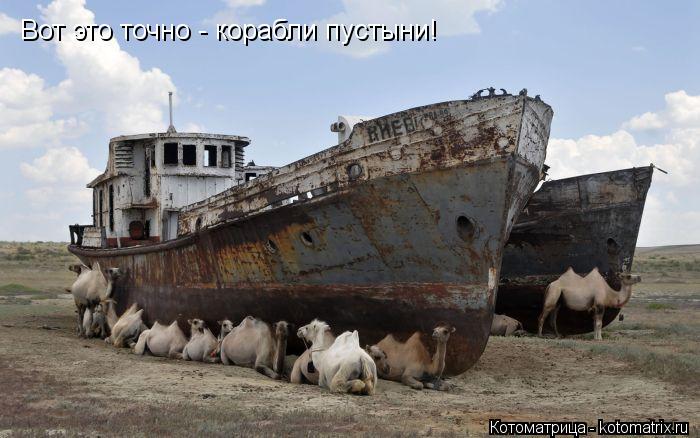 Вот это точно - корабли пустыни!... Котоматрица: Вот это точно - корабли пустыни!