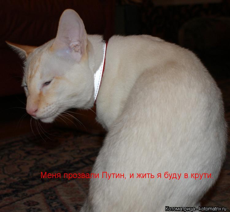 Меня прозвали Путин, и жить я буду в крути.... Котоматрица: Меня прозвали Путин, и жить я буду в крути.
