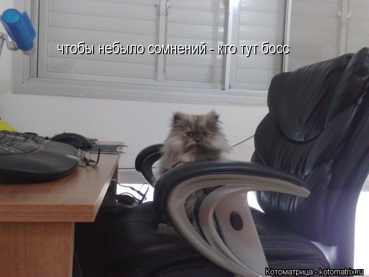 Котоматрица: чтобы небыло сомнений - кто тут босс