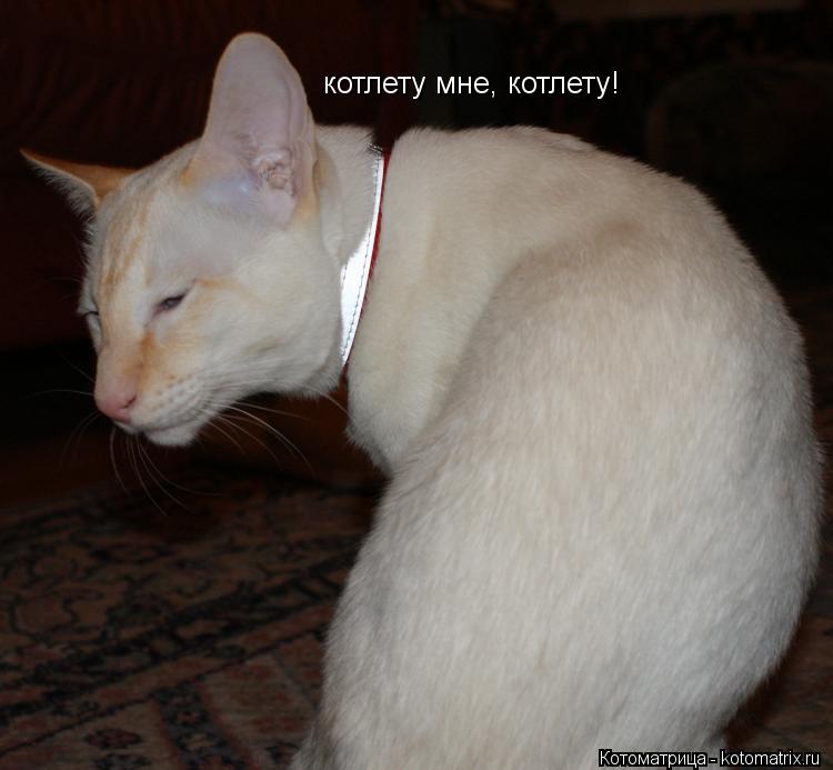 котлету мне, котлету!... Котоматрица: котлету мне, котлету!