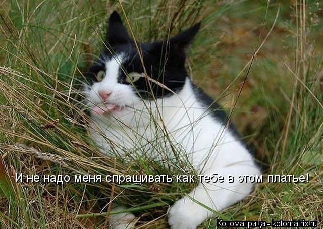 Котоматрица: И не надо меня спрашивать как тебе в этом платье!