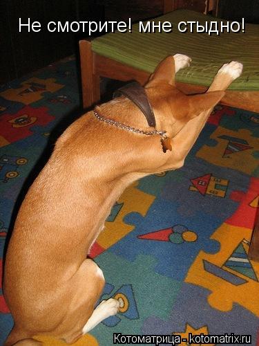 Не смотрите! мне стыдно!... Котоматрица: Не смотрите! мне стыдно!