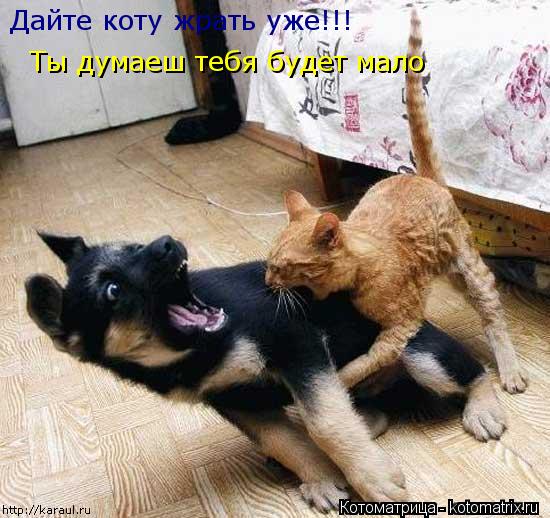 Котоматрица: Дайте коту жрать уже!!! Ты думаеш тебя будет мало