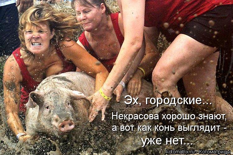 Эх, городские... Некрасова хорошо знают, а вот как конь выглядит - уже нет...... Котоматрица: Эх, городские... Некрасова хорошо знают, а вот как конь выглядит - уже нет...
