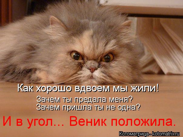 Зачем ты предала меня? И в угол... Веник положила. Зачем пришла ты не одна? Как хорошо вдвоем мы жили... Котоматрица: Зачем ты предала меня? И в угол... Веник положила. Зачем пришла ты не одна? Как хорошо вдвоем мы жили!