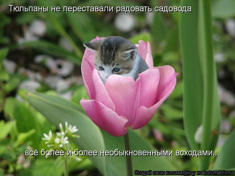 Тюльпаны не переставали радовать садовода всё более и более необыкновенными всходами...... Котоматрица: Тюльпаны не переставали радовать садовода всё более и более необыкновенными всходами...