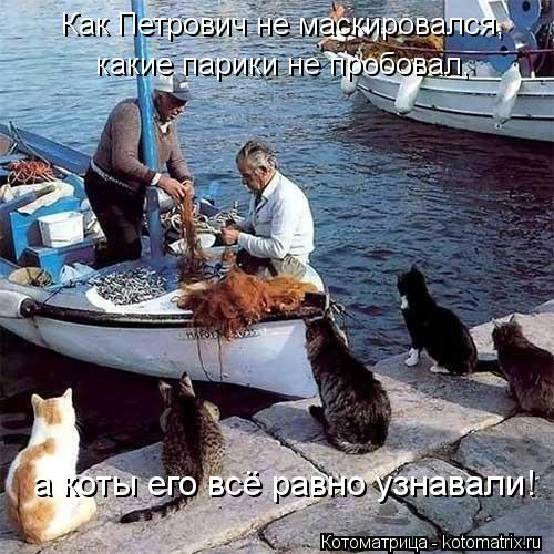 Котоматрица: Как Петрович не маскировался, какие парики не пробовал, а коты его всё равно узнавали!