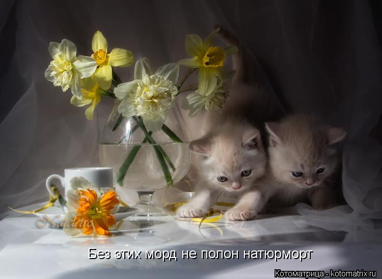 Котоматрица: Без этих морд не полон натюрморт