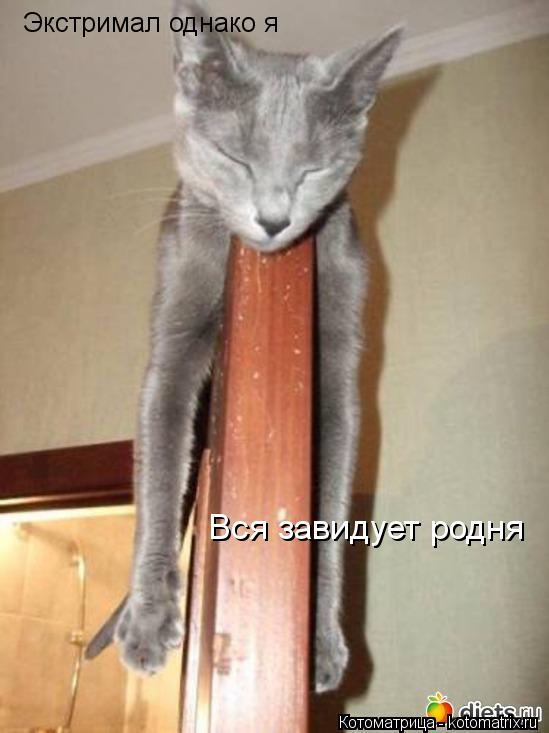 Экстримал однако я Вся завидует родня... Котоматрица: Экстримал однако я Вся завидует родня