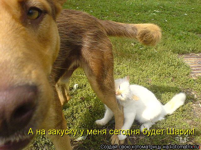 А на закуску у меня сегодня будет Шарик!... Котоматрица: А на закуску у меня сегодня будет Шарик!