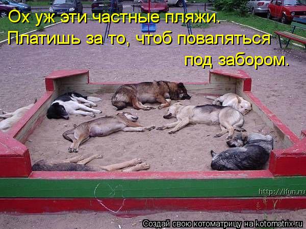 Котоматрица: Ох уж эти частные пляжи. Платишь за то, чтоб поваляться под забором.