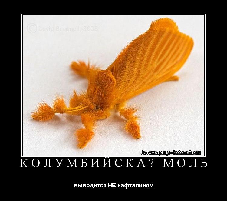 колумбийская моль выводится НЕ нафталином... Котоматрица: колумбийская моль выводится НЕ нафталином