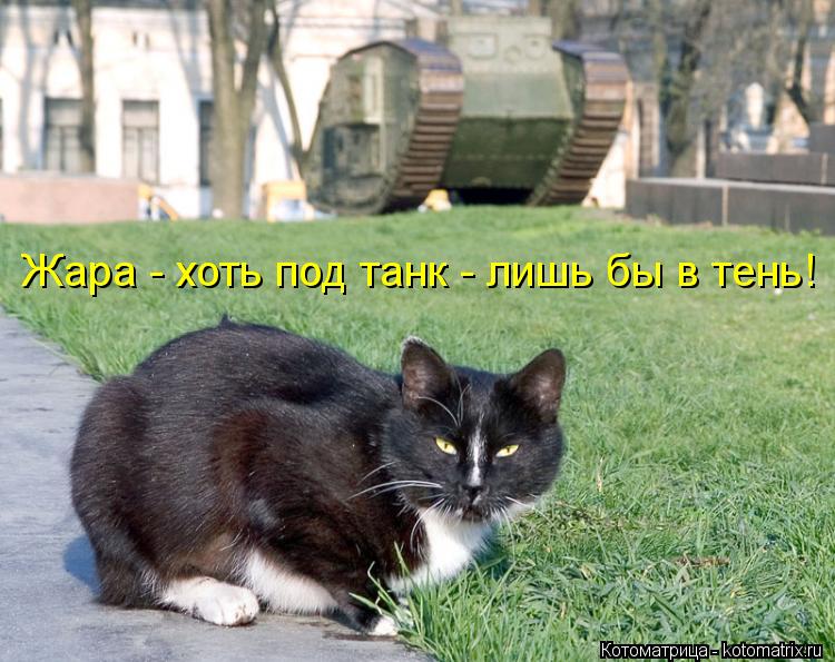 Котоматрица: Жара - хоть под танк - лишь бы в тень!