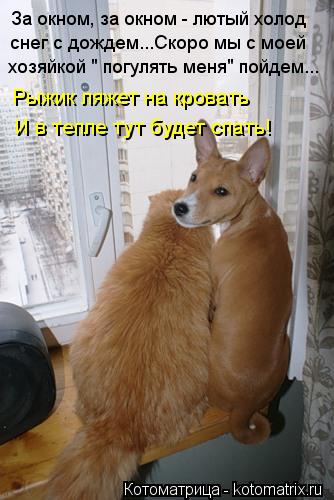 За окном, за окном - лютый холод снег с дождем...Скоро мы с моей хозяйкой " погулять меня" пойдем... ... Котоматрица: За окном, за окном - лютый холод снег с дождем...Скоро мы с моей хозяйкой " погулять меня" пойдем... Рыжик ляжет на кровать И в тепле тут будет с