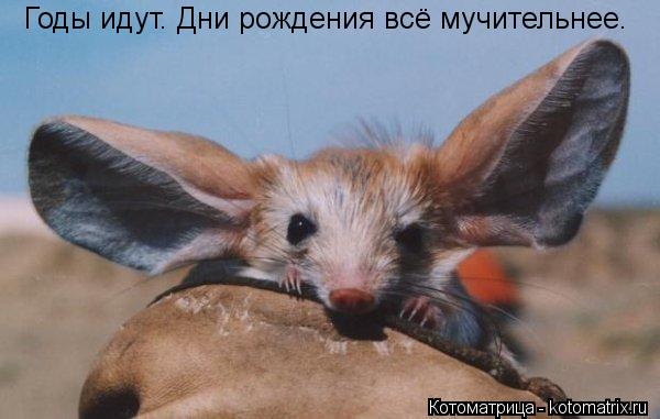 Годы идут. Дни рождения всё мучительнее.... Котоматрица: Годы идут. Дни рождения всё мучительнее.