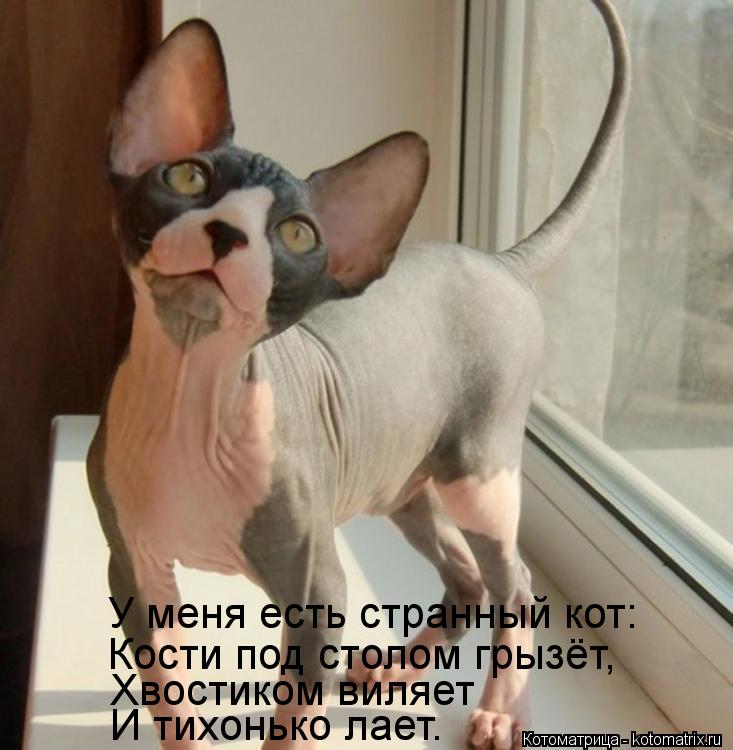 Котоматрица: У меня есть странный кот: Кости под столом грызёт, Хвостиком виляет И тихонько лает.