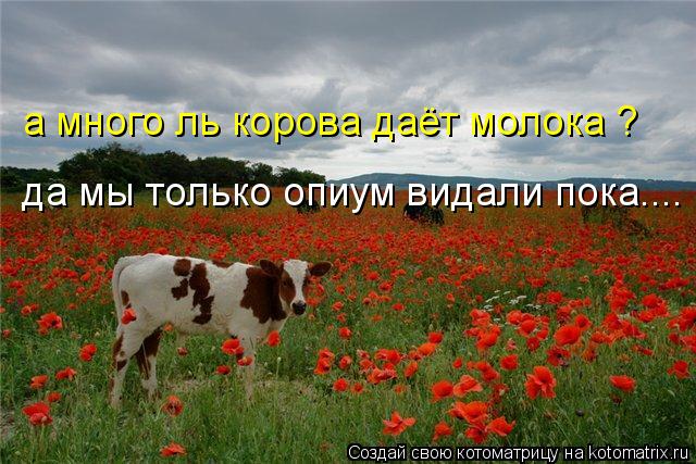 Котоматрица: да мы только опиум видали пока.... а много ль корова даёт молока ?