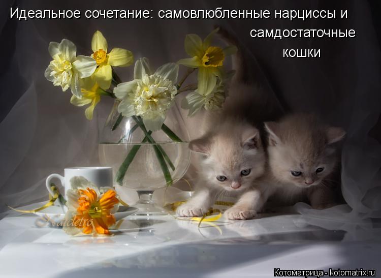 Котоматрица: Идеальное сочетание: самовлюбленные нарциссы и самдостаточные кошки