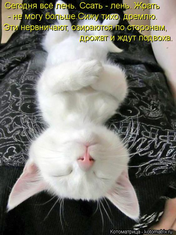 Котоматрица: Сегодня всё лень. Ссать - лень. Жрать   - не могу больше.Сижу тихо, дремлю. Эти нервничают, озираются по сторонам,  дрожат и ждут подвоха.