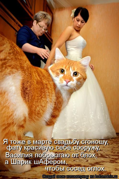 Котоматрица: Я тоже в марте свадьбу сгоношу, фату красивую себе сооружу, Василия побрызгаю от блох, а Шарик шАфером, чтобы сосед оглох.