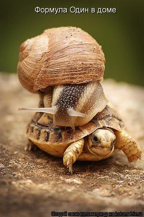 Формула Один в доме... Котоматрица: Формула Один в доме